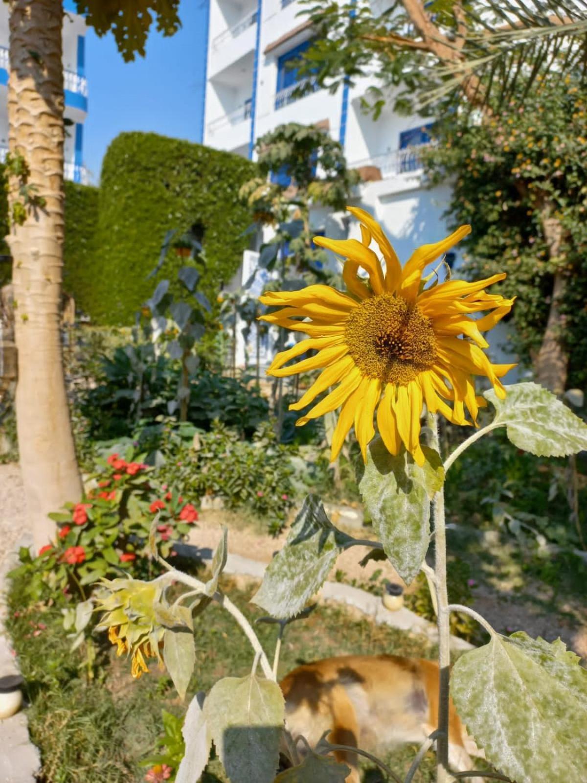 לוקסור Villa Kaslan Apartments מראה חיצוני תמונה